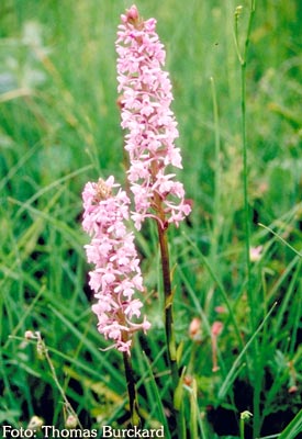 Orchidee: Gymnadenia conopsea
