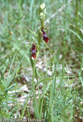 Orchidee: Ophrys insectifera