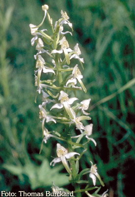 Orchidee: Platanthera chlorantha